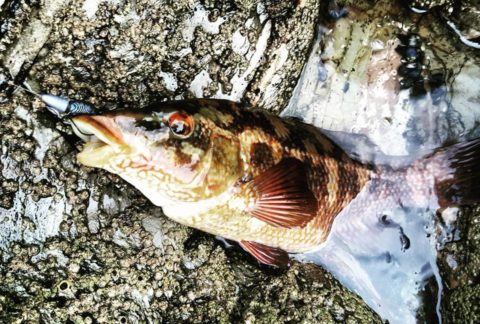 Other soft plastics also worked