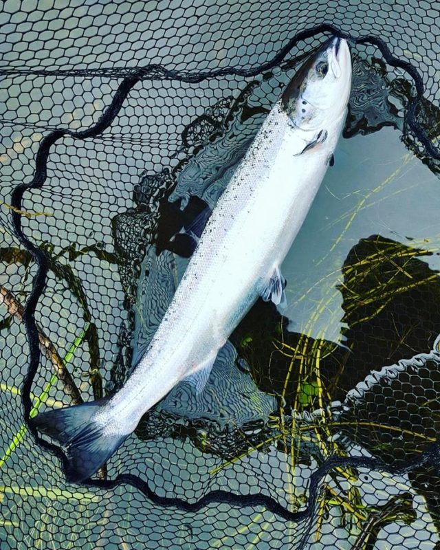 Bandon Angling Assoc - A bright, fresh grilse ready for release. The condition of fish, even if some are small, has been excellent.