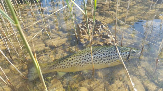One fine Corrib trout caught by Larry McCarthy