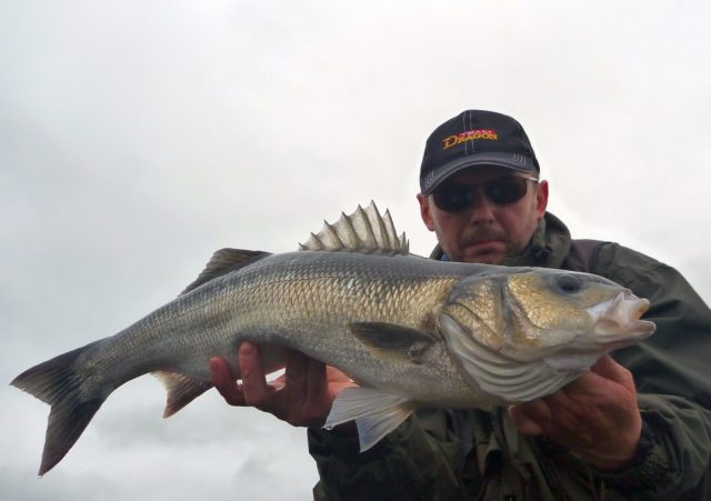 Not the worst season. Almost 100 Sea Bass so far and a new PB - 76 cm