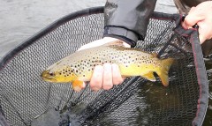 Beautiful Wild Brown Trout from the River Fane