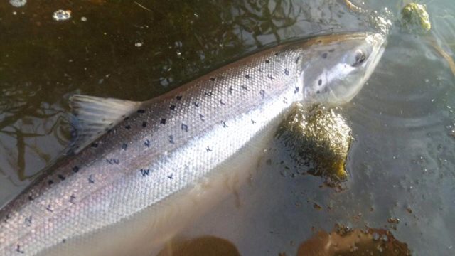 Paudie Hardnet releasing a salmon