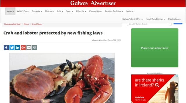 Crab and lobster protected by new fishing laws, Galway Advertiser