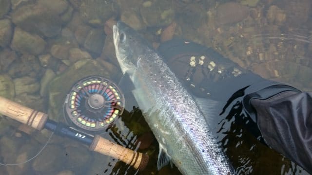 Catch and release