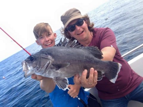 Stone bass