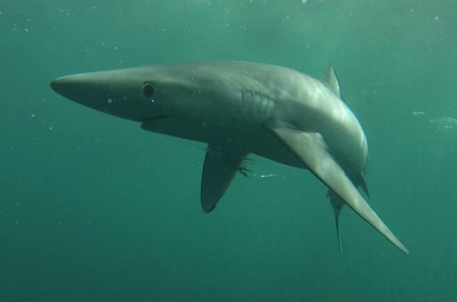 Blue shark