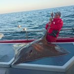 199lb skate