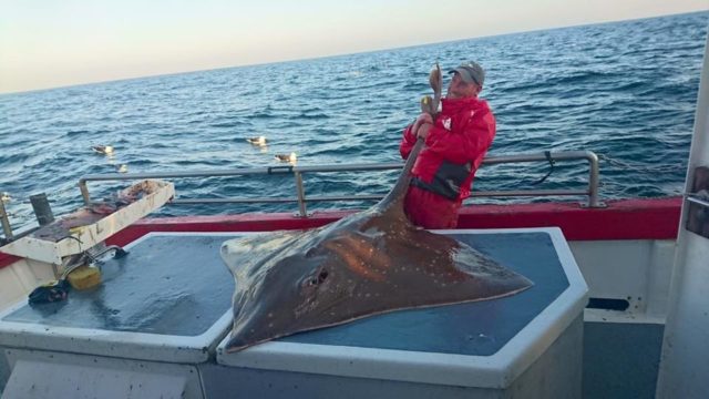 199lb skate