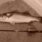 Bass
