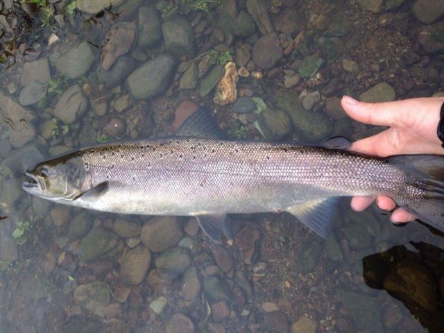 salmon