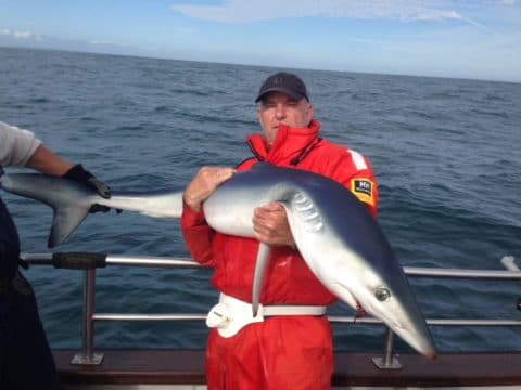 Courtmacsherry - shark August 2016 3