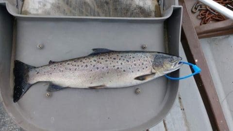 Tom's Fine Sea Trout