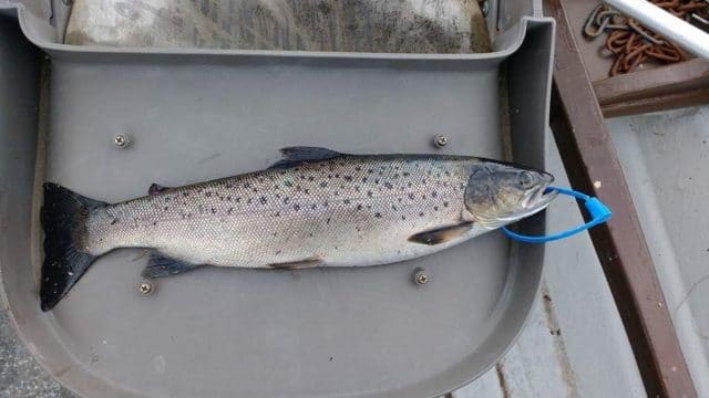 Tom's Fine Sea Trout