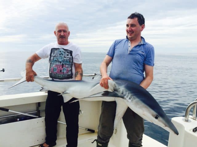 Blue shark
