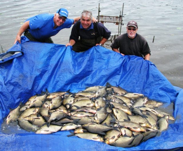 Les, Phil and Roger with one of their cracking catches of Bream