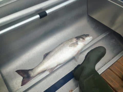 This fine fish looks big even beside a size 11 boot !
