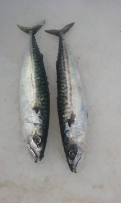 Screaming reels frozen makerel