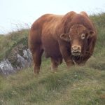 The Loher Bulls 026