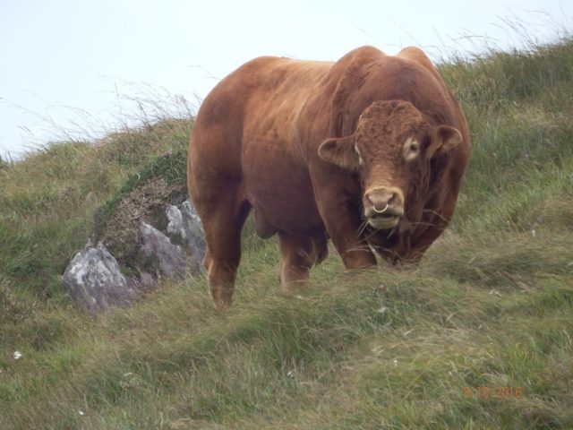 A lot of bull?