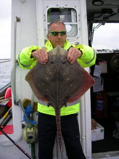 good thornback ray from Killala Bay