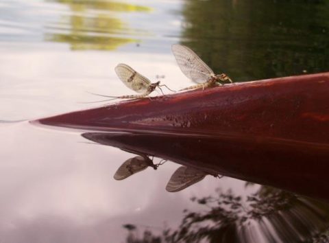 The Sheelin mayfly – still here in August