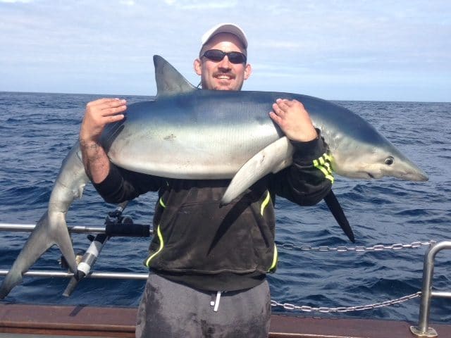 Some big blue sharks over the 2m have been caught