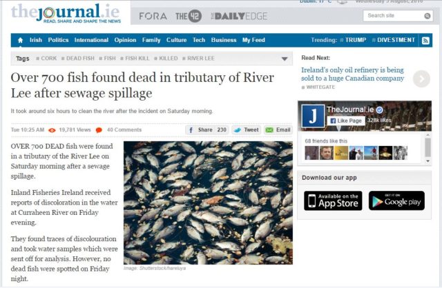 Over 700 fish found dead in tributary of River Lee after sewage spillage
