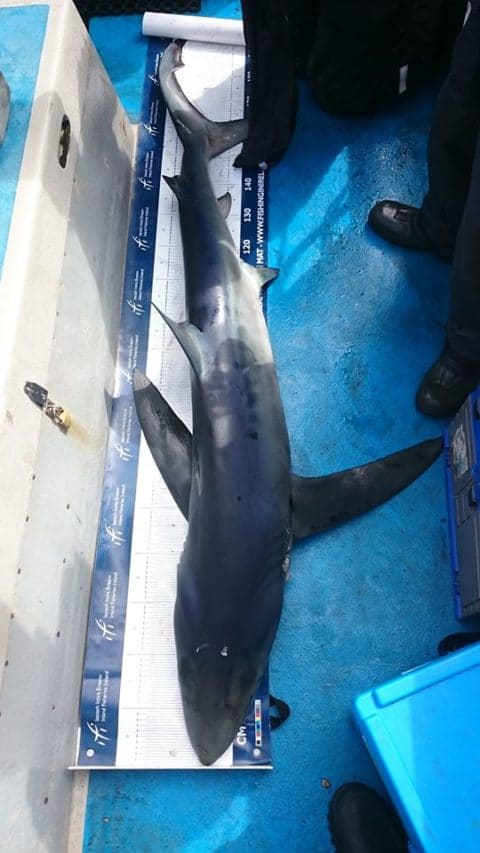 Blue shark of about 160cm