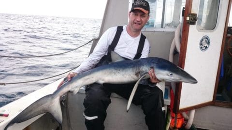 Blue shark - 0ne of 24 caught on the day