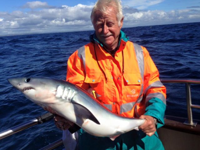 Yet another Courtmacsherry porbeagle