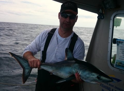 Porbeagle shark