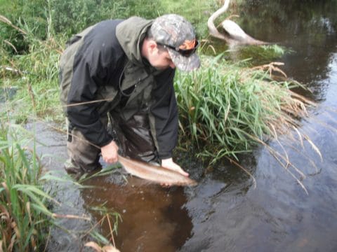 Alan Cronin releases his fish
