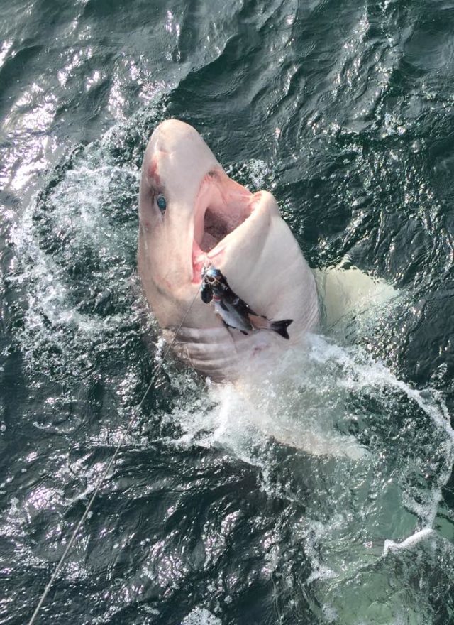 1,100lb monster ...