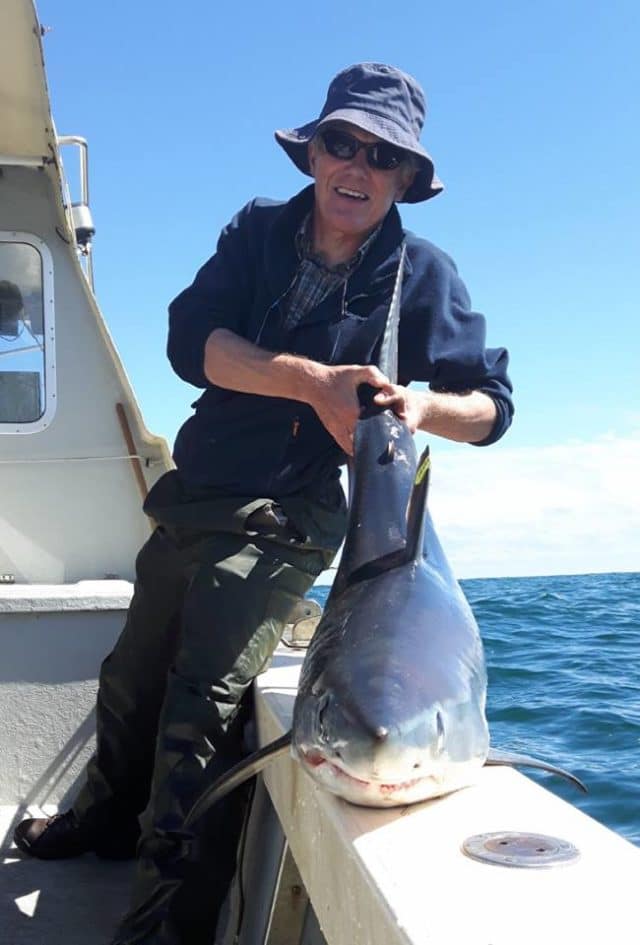 porbeagle
