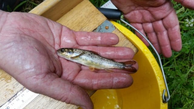 Salmon parr 216 mtrs above sea level in the Turraheen river - Photo Noel Power IFI
