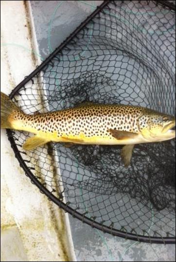 Sheelin’s first September bar of gold – Tony Grehan’s trout of 3lb caught on a Sooty Olive