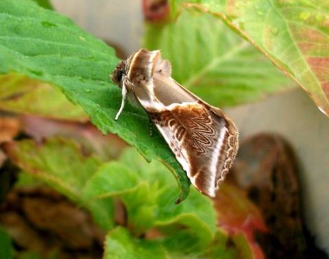 image009