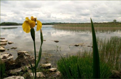 Lough Sheelin, September 1st 2016