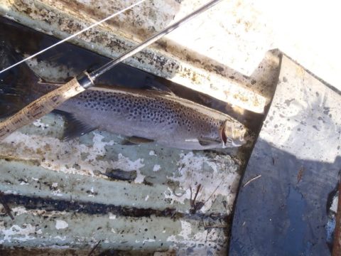 C & R sea trout