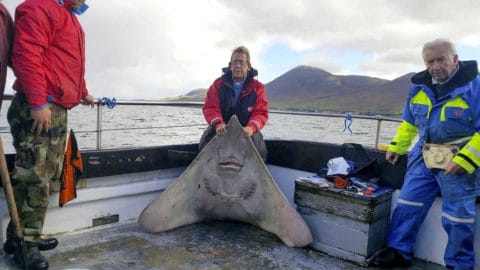Visiting UK angler Dave Bennett, who caught this fine skate that won him the 2016 Westport Skate Festival. Photo credit: John O'Connor