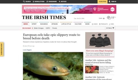 European eels take epic slippery route to breed before death