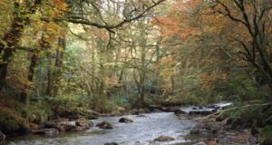 Irish Angling Update π 30 October 2020 Autumn colours captured by John Flynn IFI at the river Colligan, Dungarvan, Co. Waterford
