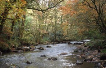 Irish Angling Update 🎃 30 October 2020 Autumn colours captured by John Flynn IFI at the river Colligan, Dungarvan, Co. Waterford
