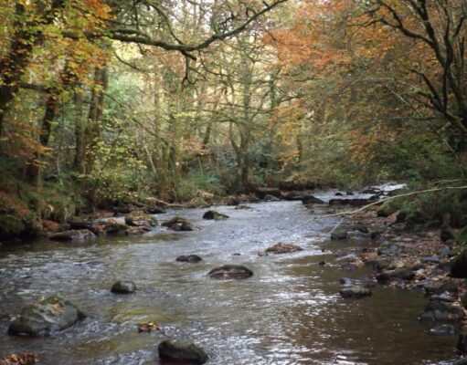 Autumn colours captured by John Flynn IFI at the river Colligan, Dungarvan, Co. Waterford