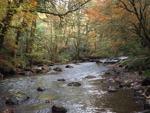 john-flynn-colligan-river-dungarvan-co-waterford-2016-nov-pic-10 Autumn colours captured by John Flynn IFI at the river Colligan, Dungarvan, Co. Waterford