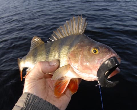 Perch love black lures
