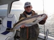 Some good pollack and ling on soft plastics from Cork Harbour Pollack