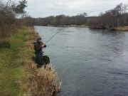 No sign of a fresh run salmon on the Laune fish on