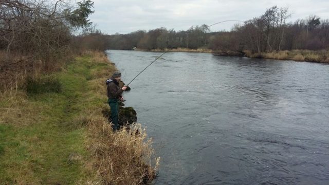 fish on