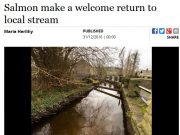 Salmon make a welcome return to local stream – Independent.ie
